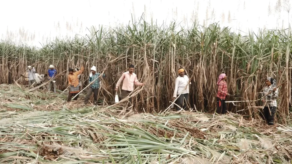 Sugarcane workers celebrate Diwali in Phad