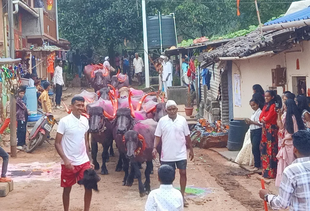 पाडव्यानिमित्त म्हशी पळविण्याचा कार्यक्रम उत्साहात The program of buffalo driving on the occasion of Padava is in full swing