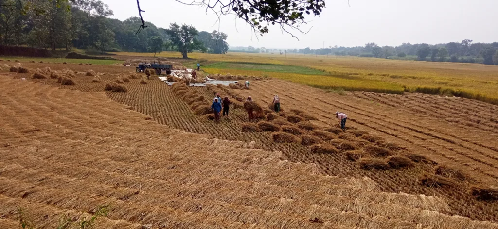 The practice of threshing the water-soaked paddy due to rain has started