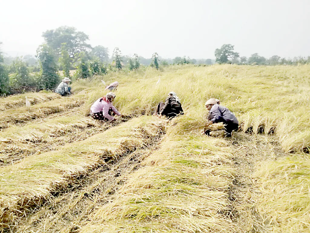 Rigging of rice harvesting in the taluka