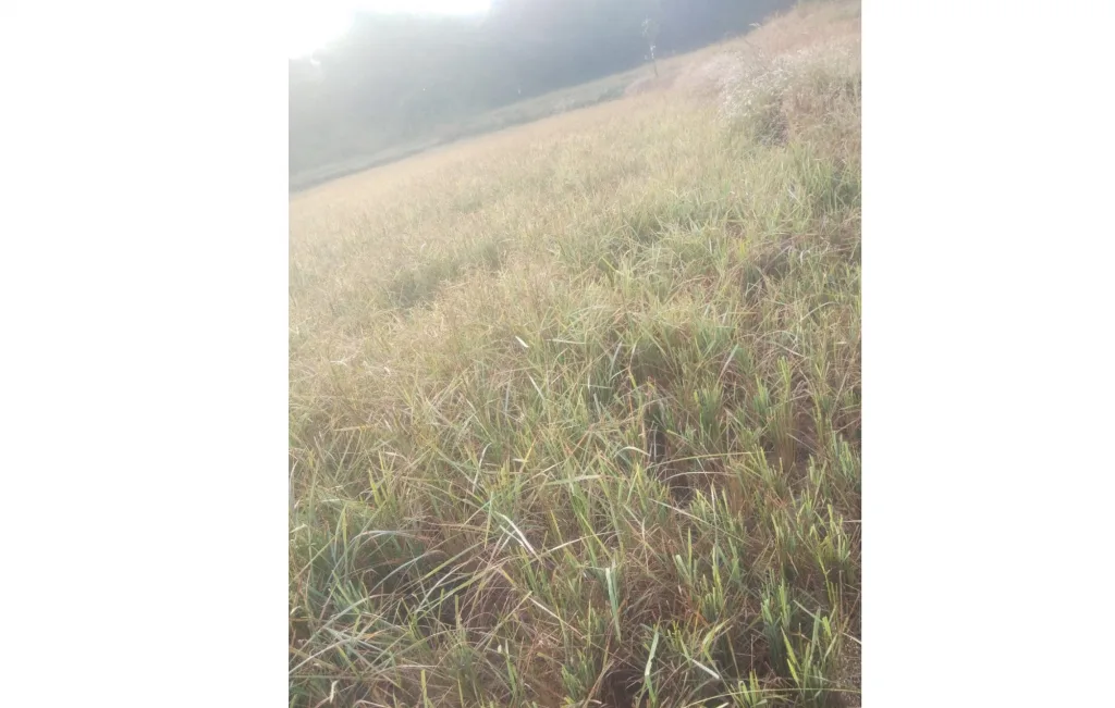 डुक्कर-गव्यांच्या हैदोसामुळे भात पिकांचे नुकसान Damage to rice crops due to pig-cattle haydos