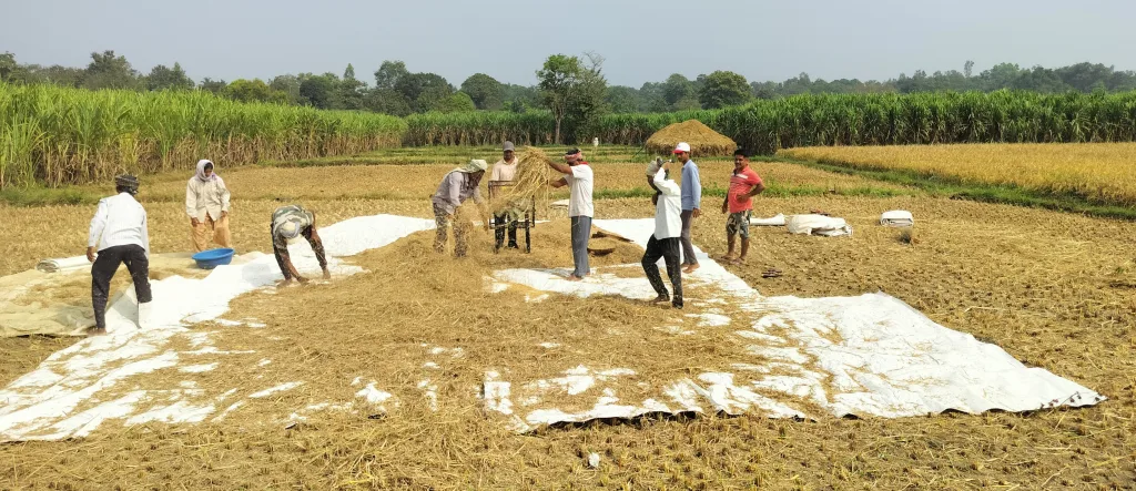 Rice harvesting rigged in Khanapur taluka
