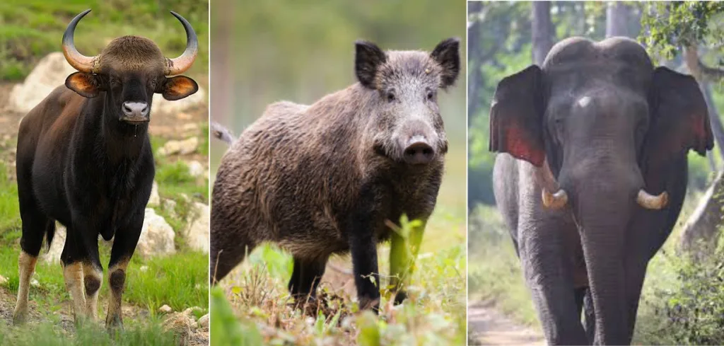 Lack of fodder and water in forest areas due to lack of rain