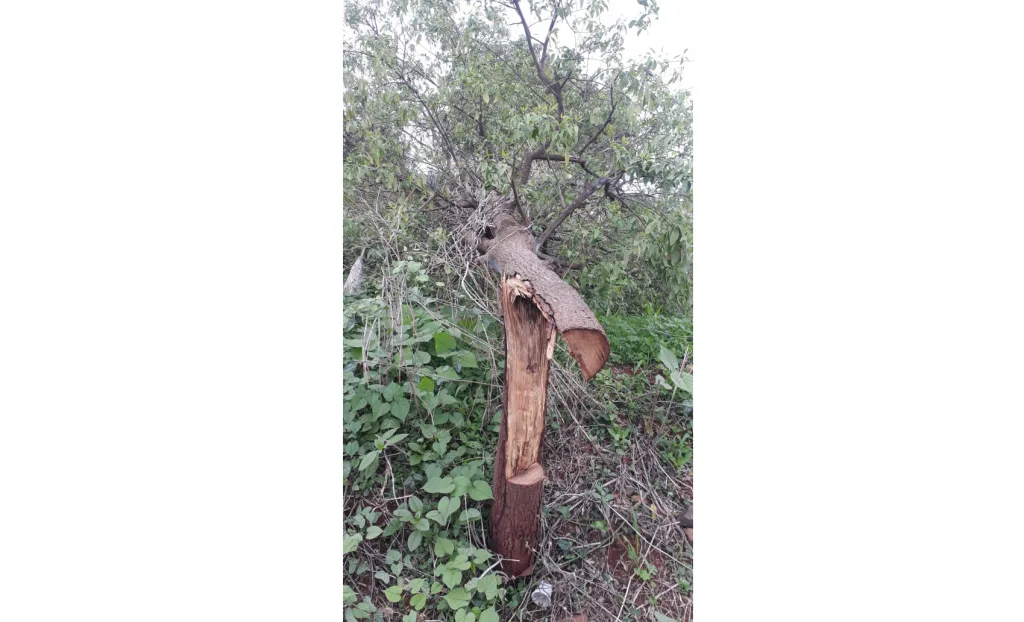 Sandalwood trees are a smuggler's desert