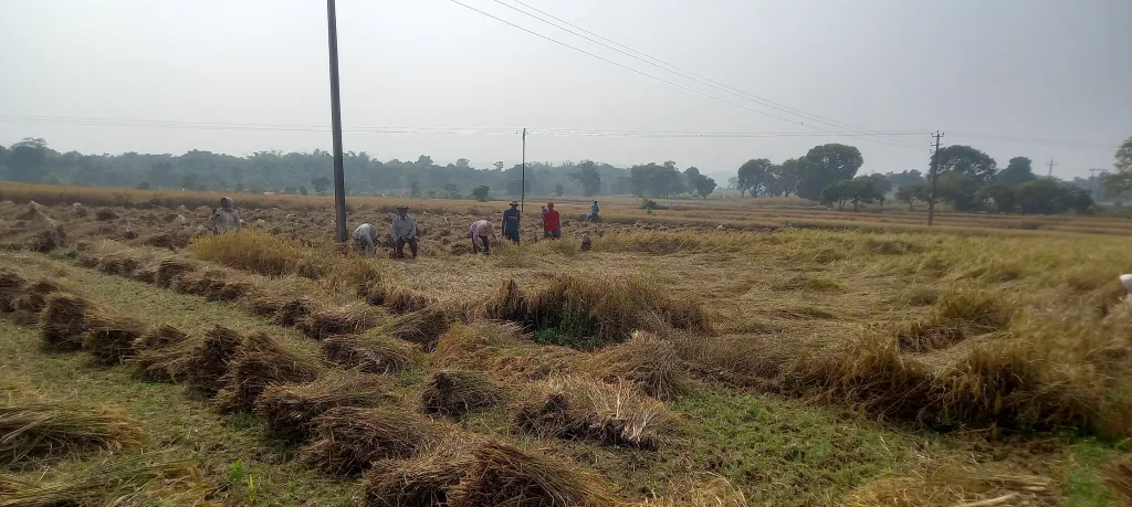 जांबोटी-ओलमणी परिसरात सुगी कामांना वेग Acceleration of work in Jamboti-Olamani area