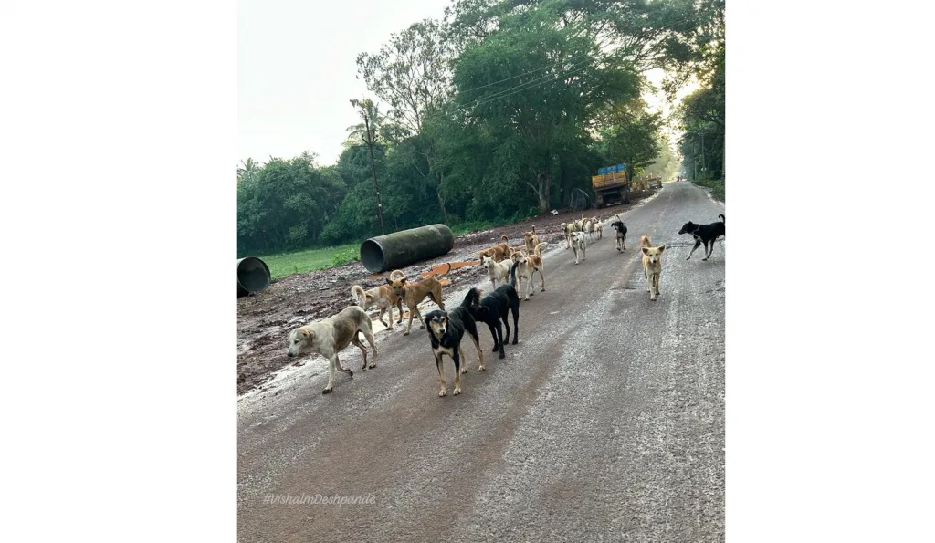 Proliferation of stray dogs in Teachers Colony area