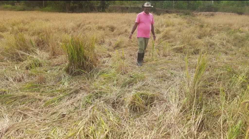 हलगा-मेरडा भागात हत्तींकडून पिकांचे मोठ्या प्रमाणात नुकसान Heavy crop damage by elephants in Halga-Merda area