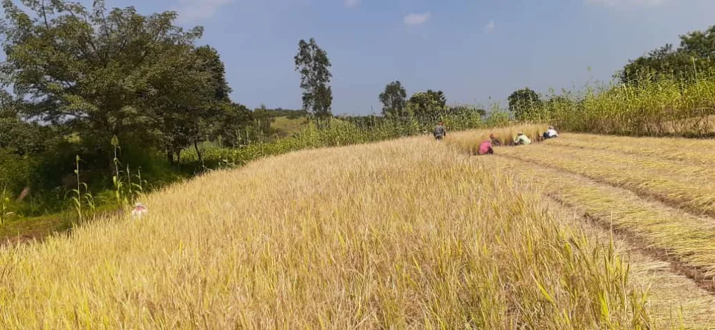 Start of rice harvesting
