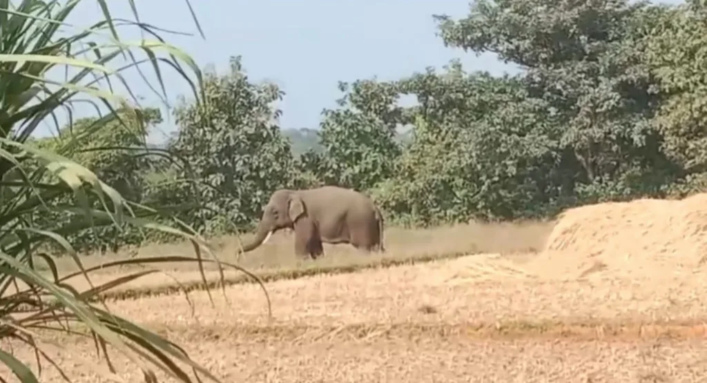 सातनाळी भागातील हत्तीचा बंदोबस्त करण्यात वनखाते विफल Forest department failed to manage elephants in Satnali area