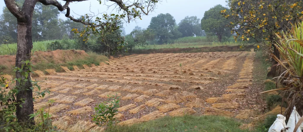 Farmers are worried due to return of rains