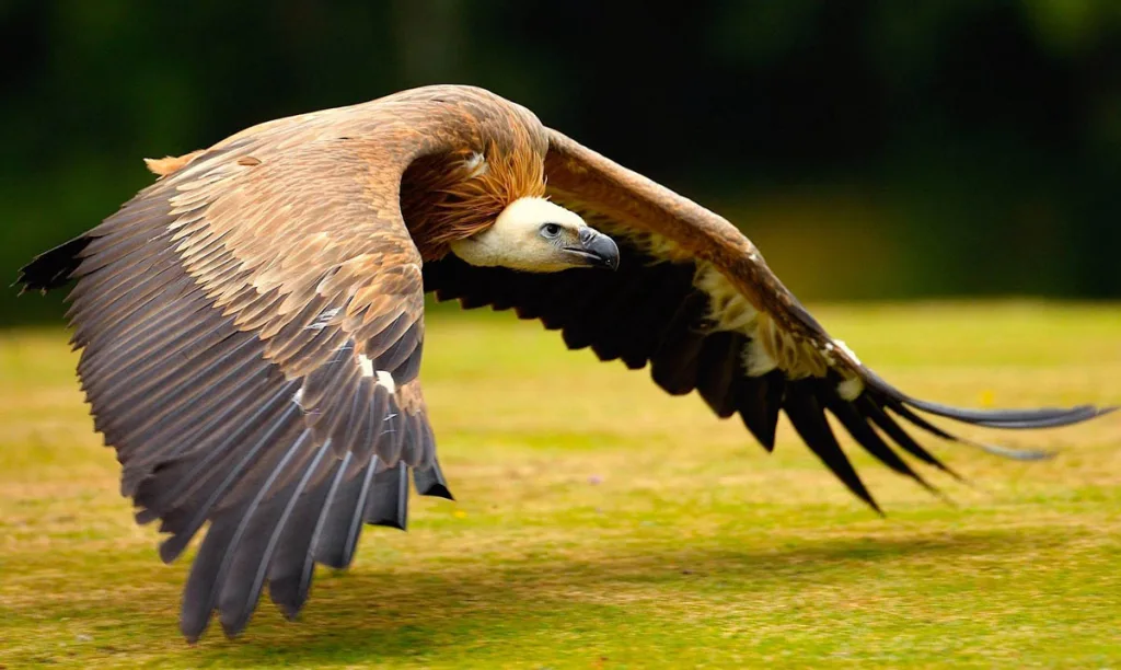 Conservation Sanitation Ambassador