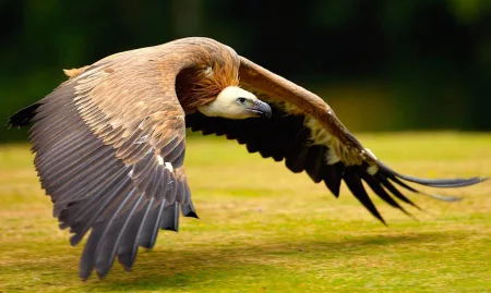 संवर्धन स्वच्छतादुताचे Conservation Sanitation Ambassador