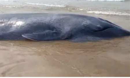 huge whale stuck Ganpatipule chowpatty