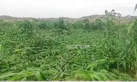 Sangli Yelvi Khairao hit by unseasonal