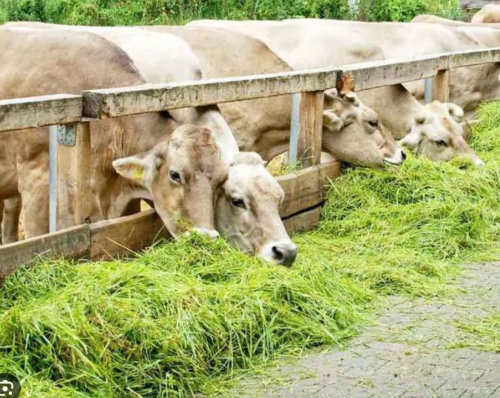 Restrictions on Fodder Sale-Transfer