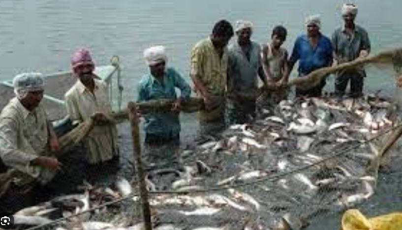 Implementation of 'Fisheries' projects by PSUs