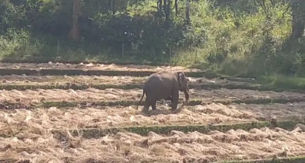 हत्तीचा बंदोबस्त करण्यात वनविभाग असफल Forest department failed to manage the elephant