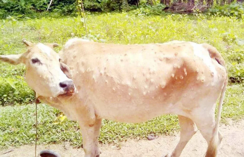 Lumpy requires caution