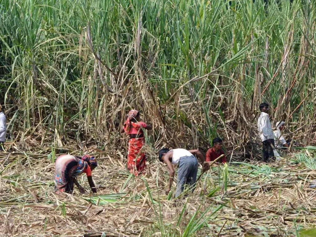 Extortion of farmers by sugarcane gangs-vehicle drivers