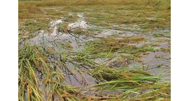 Thirteenth in drought