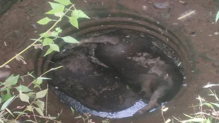 कोनाळ -तिलारीवाडी येथे शेतविहिरीत पडून दोन गव्यांचा मृत्यू