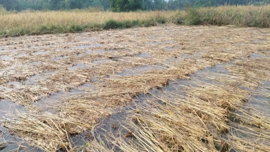 अवकाळी पावसाचा न्हावेलीतील भातशेतीला फटका
