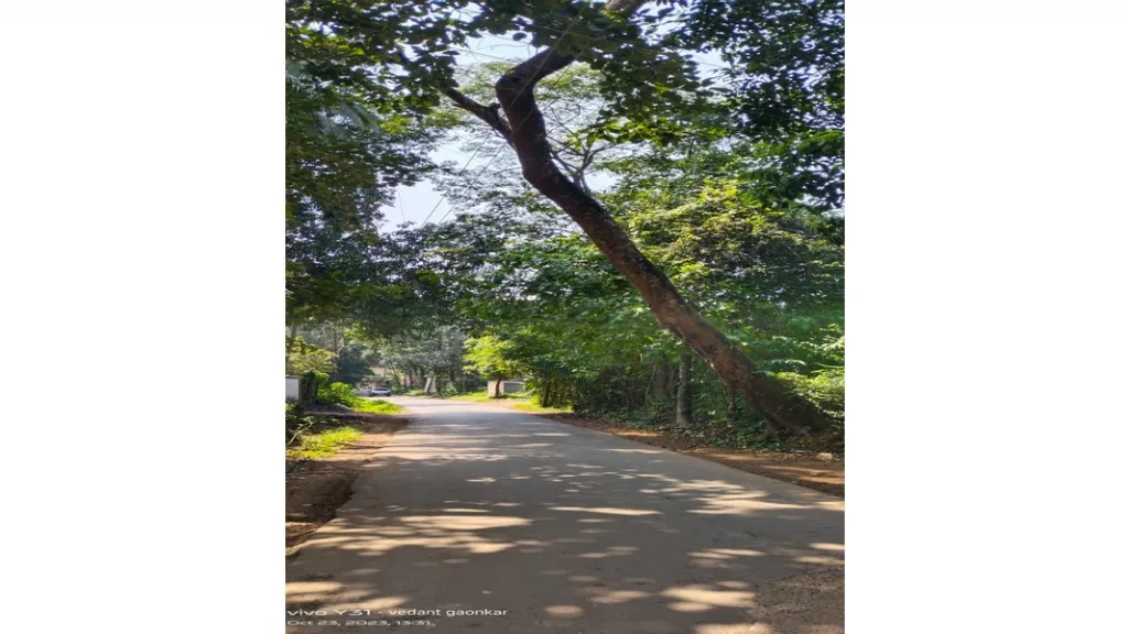 माजगाव – चराठा मुख्य रस्त्यालगतचे झाड धोकादायक अवस्थेत