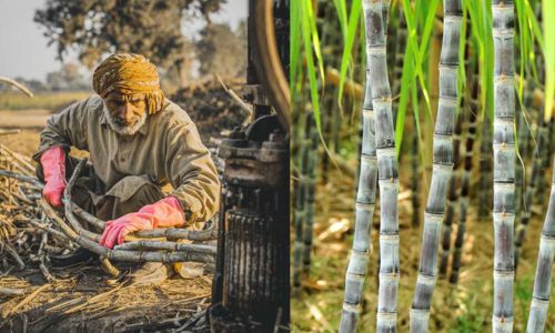 ज्यादा दर देणे शक्य नाही, हंगाम सुरु करण्यास सहकार्य करा It is not possible to pay higher rates, help to start the season