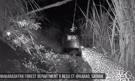 Gift of female leopard- calf in Charegaon