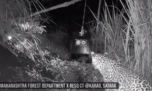 चरेगावात मादी बिबटा- बछड्याची भेट; वनविभागाला अथक प्रयत्नानंतर यश Gift of female leopard- calf in Charegaon