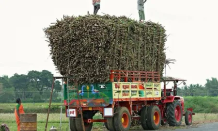 When will action be taken against overloaded sugarcane transport trains?