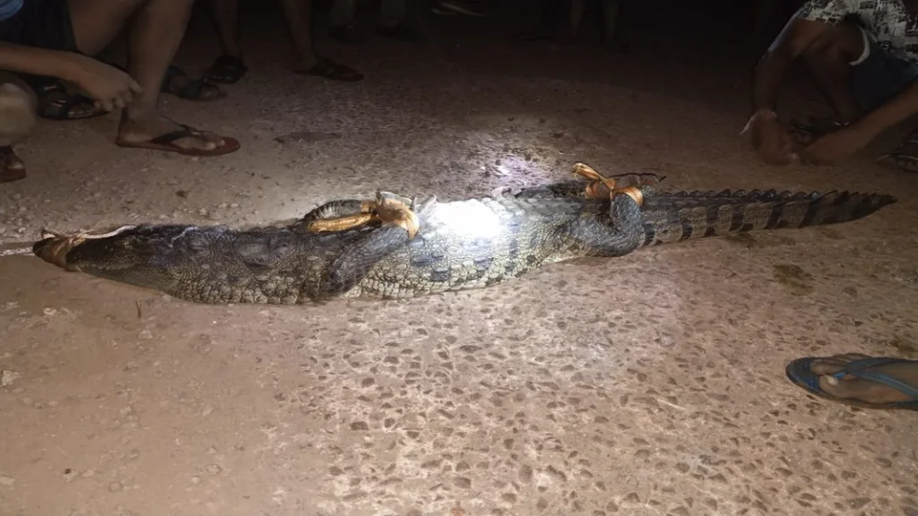 मालवण -साळेल येथे भरवस्तीत आढळली भलीमोठी मगर