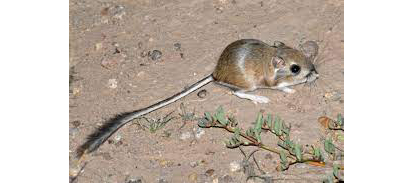 पाणी पिताच मरून जाणारा प्राणी An animal that dies by drinking water