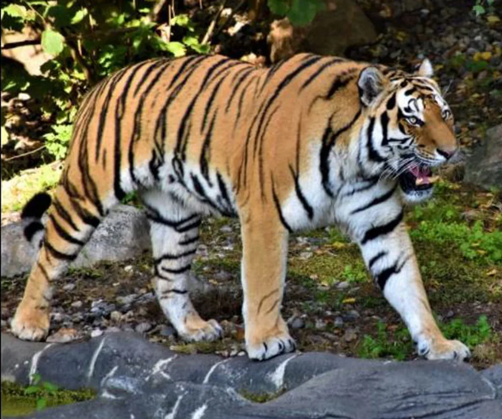 Fifty of the tiger reserve