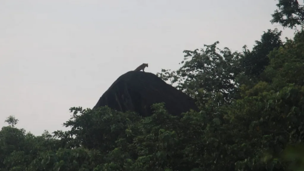शिकारीच्या पवित्र्यात असताना डेगवेत बिबट्याचे ग्रामस्थांना दर्शन