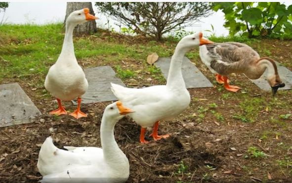 The ducks do the maintenance of the prison