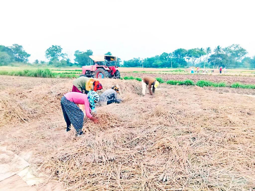 इंद्रायणी भात दरात घसरण Fall in Indrayani Paddy price
