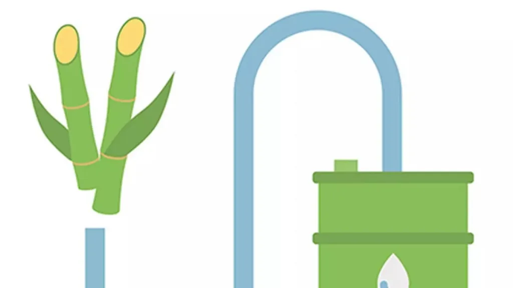 Ban on ethanol production from sugar cane
