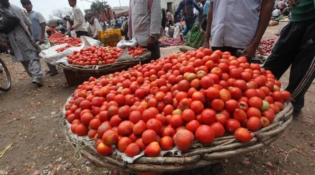 A gradual increase in tomato prices