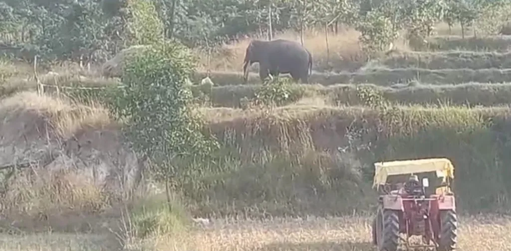 In the fields of Jhadnawaga, elephants roaring in broad daylight