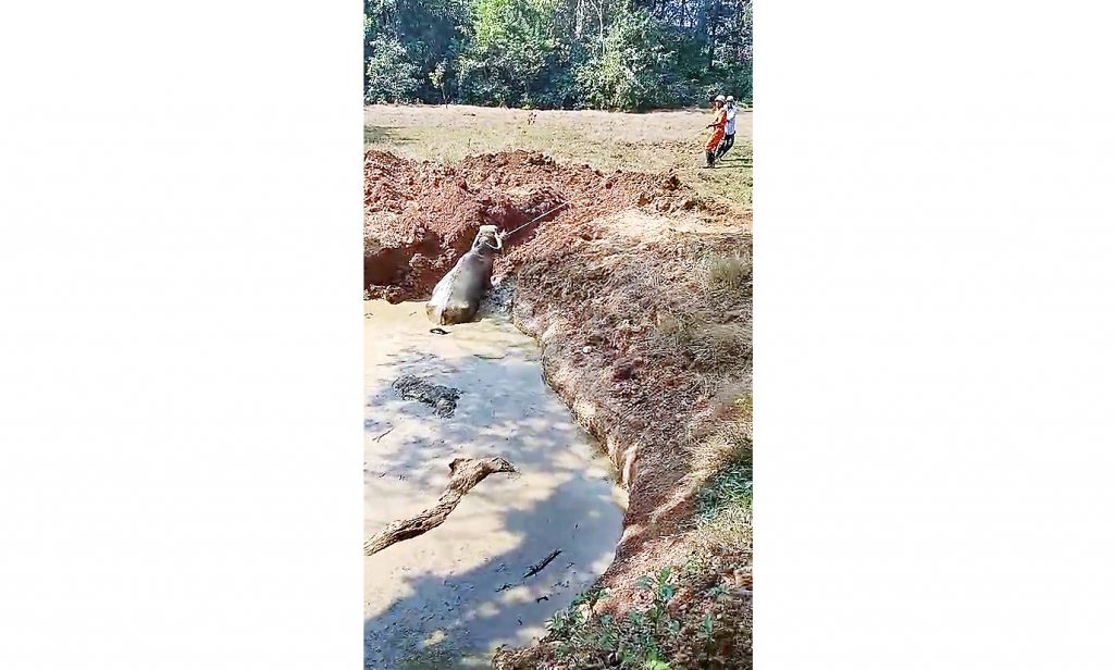 Two buffaloes got stuck in the swamp and died