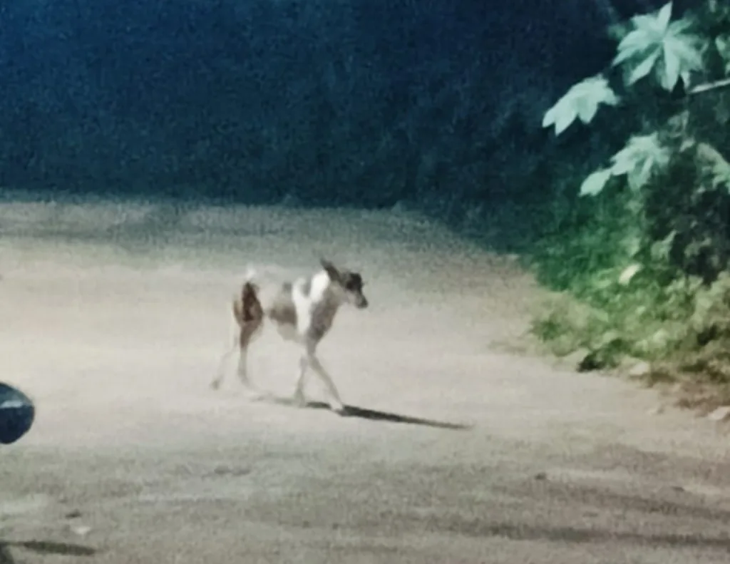 14 people were bitten by a vicious dog