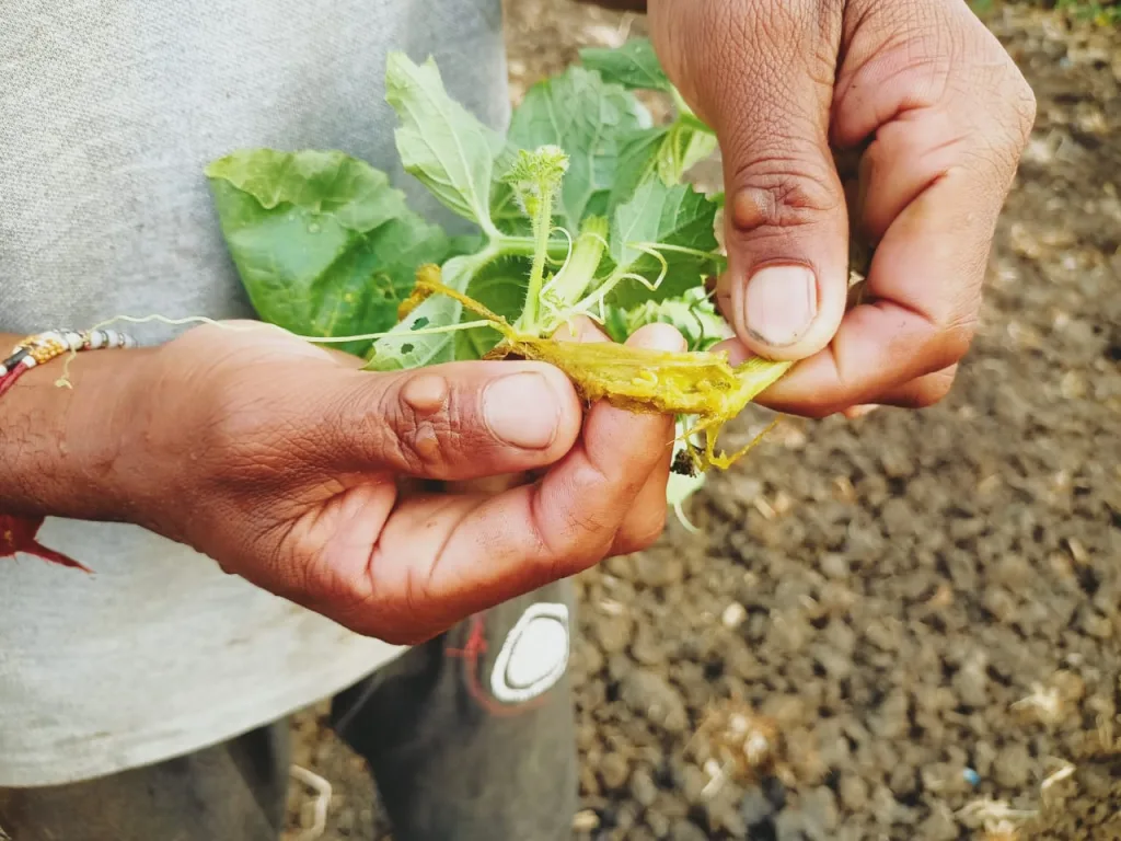 Pest infestation of pulse crops