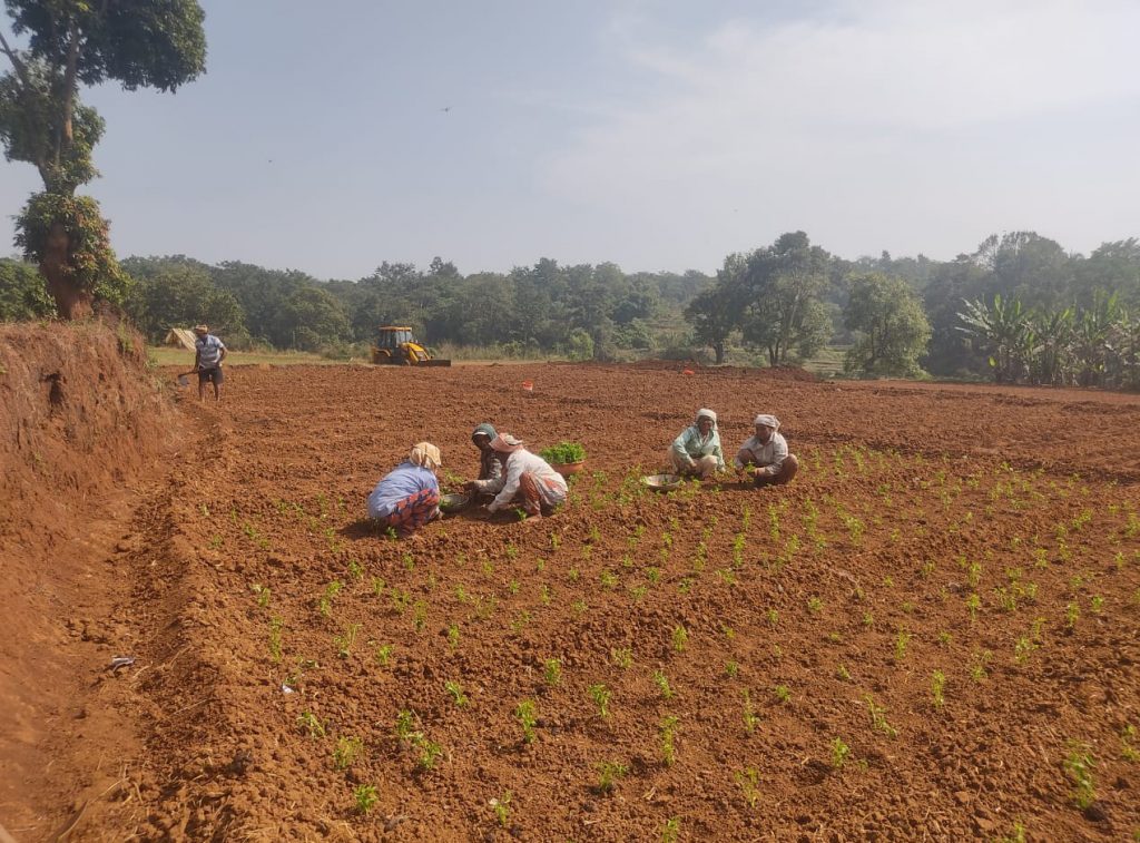 जांबोटी भागात उन्हाळी मिरची लागवडीला प्रारंभ Commencement of summer chilli cultivation in Jamboti area