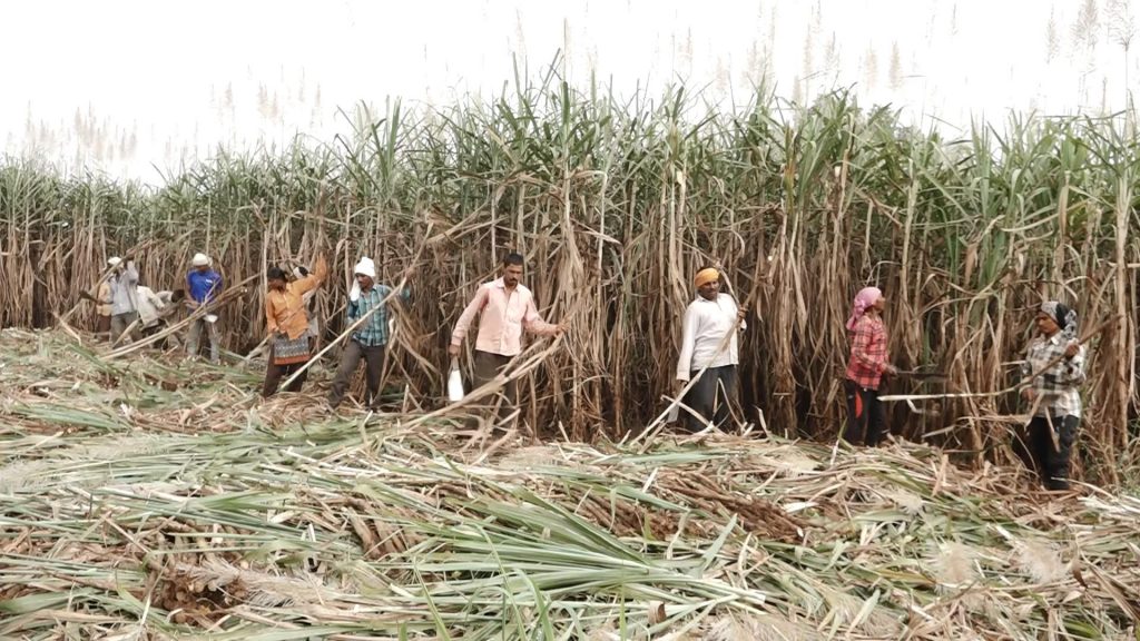 Harvesting workers in Fada...Sugar factories in full swing