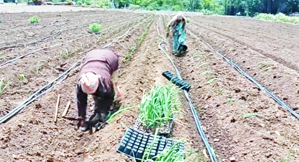 Increasing trend of farmers towards sugarcane cultivation