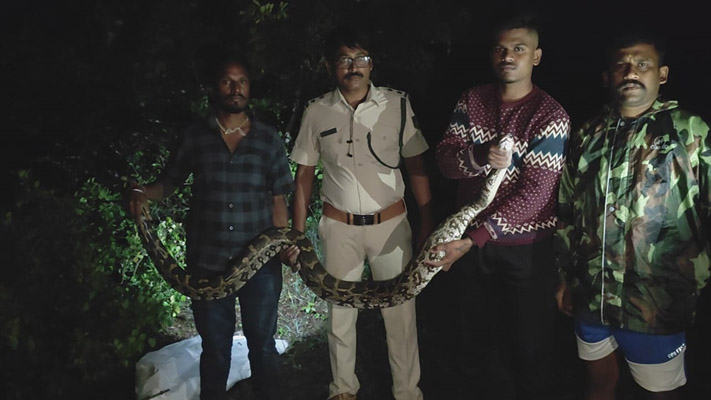 Twelve feet long python found in Hindalco area