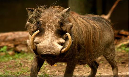 A tooth more expensive than an elephant's tusk