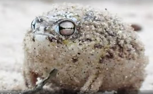 How is this frog?