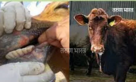 ठिकपूर्ली गावात लाळ खुरकत रोगामुळे; 9 जनावरे दगावली; ७ लाखांचे नुकसान Launch of saliva prevention campaign